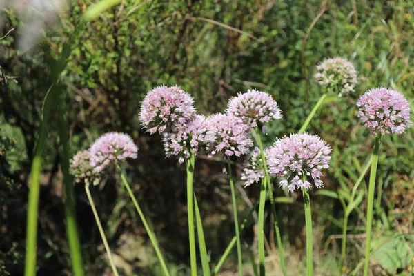 Makro yakın Sibirya sarımsak bıçaklamak, güneşli bir günde organik bahçede büyüyen, arka plan bulanık. Allium nutans — Stok fotoğraf