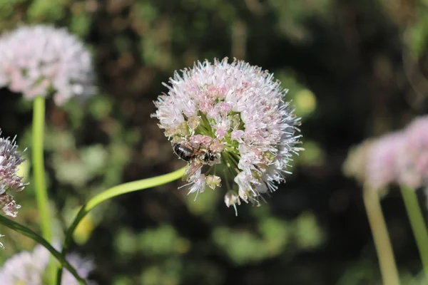 晴れた日にサルビアの花、広葉樹チャイブ、アリウム senescens 花粉を集める蜂。薬用植物、庭のハーブ. — ストック写真