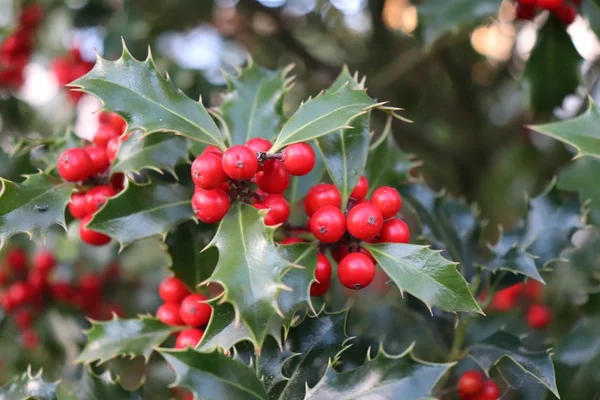 Símbolo de Natal na Europa, closeup de bagas vermelhas bonitas azevinho e folhas afiadas em uma árvore em tempo de outono frio — Fotografia de Stock