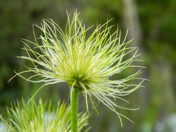 Close-up op de bloem Pulsatilla bloem, geneeskrachtige planten, kruiden in de weide. Lentetijd en zonnige dag. Natuurlijke bloem achtergrond. — Stockfoto