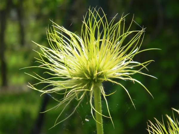 Closeup on the flower Pasque Flower , medicinal plants, herbs in the meadow.Spring time and sunny day. Natural flower background. — Stock Photo, Image