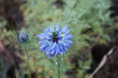Bir çiçek closeup mavi bir sis, Nigella damascena yeşil arka planlar üzerinde aşık.