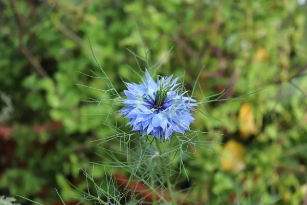 Primer plano de una flor azul Amor en una niebla, Nigella damascena en los fondos verdes . —  Fotos de Stock