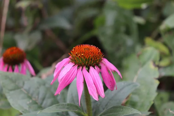 Primo Piano Coneflowers Viola Echinacea Purpurea Coltivazione Erbe Concetto Piante — Foto Stock