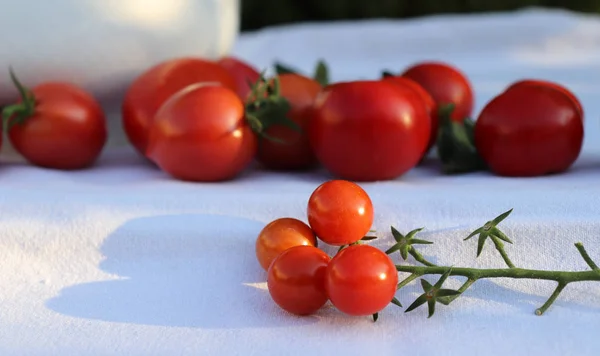 Kilka soczyste dojrzałych, świeżych pomidorów czerwony, białą, bawełnianą ściereczką w organic garden, z niewyraźne tło. Zdrowe jedzenie surowych składników. — Zdjęcie stockowe