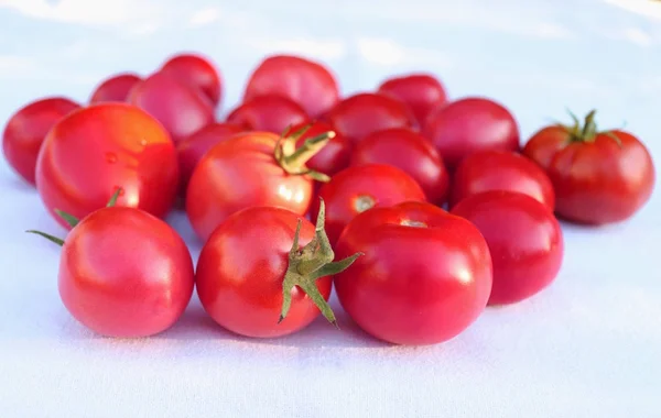 Kilka soczyste dojrzałych, świeżych pomidorów czerwony, białą, bawełnianą ściereczką w organic garden, z niewyraźne tło. Zdrowe jedzenie surowych składników. — Zdjęcie stockowe