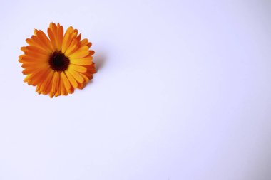 Closeup Calendula officinalis kadife çiçeği, ruddles, ortak kadife çiçeği veya metin alanı olan beyaz bir arka plan üzerinde viski kadife çiçeği pot. Üstten Görünüm, düz yatıyordu. Tıbbi bitki.