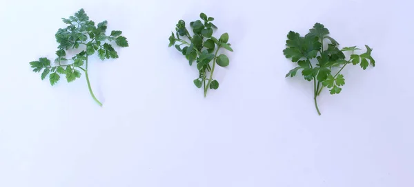 Farklı salata closeup beyaz arka plan, Frenk maydanozu anthriscus, chickweed stellaria medya ve maydanoz yaprakları. Yeşil yaprakları, salata için malzemeler taze karışımı. Diyet ve sağlıklı gıda kavramı. — Stok fotoğraf