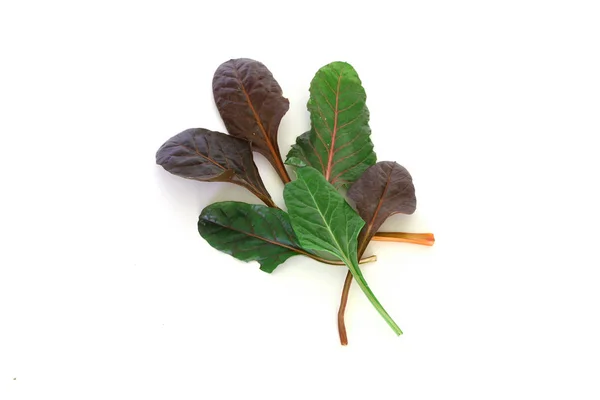 Mangold beyaz zemin üzerine bırakır. Yeşil ve kırmızı taze karışımı yaprakları salata için malzemeler. Diyet ve sağlıklı gıda kavramı. Sebze arka plan, üstten görünüm. Metin için boş alan. — Stok fotoğraf