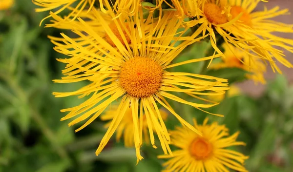 Gelişen Inula Lisesi, organik bahçede Inula helenyumu. Şifalı bitki, homeopati. Bulanık arka plan.. — Stok fotoğraf