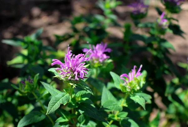Monarda didyma flower closeup .Medicinal plants, herbs in the garden.Blurred background. — Stock Photo, Image