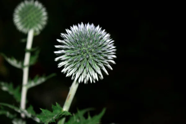 青いフィールド花 - Echinops - 晴れた日に成長の頭。薬用植物。休日の説明文の空白. — ストック写真
