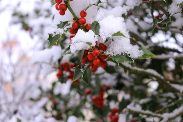 Κοντινό πλάνο του holly όμορφο κόκκινο μούρα και αιχμηρά φύλλα σε ένα δέντρο στο κρύο χειμώνα καιρό. Θολή φόντο. — Φωτογραφία Αρχείου