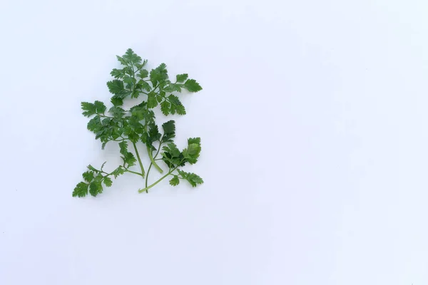 Ramo de hojas verdes frescas perejil aislado sobre fondo blanco . —  Fotos de Stock