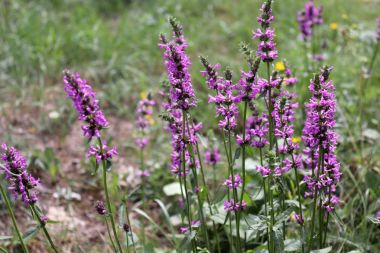 Çiçek açan Betonica officinalis, şifalı bitkiler, otlar bahçede.