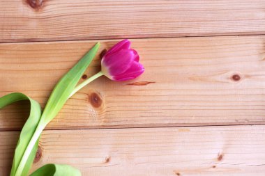 Pembe Lale havai görünümü kopya alanı ile ahşap arka plan üzerinde. Lale kapatın. Selam alanı ile Paskalya kartı.