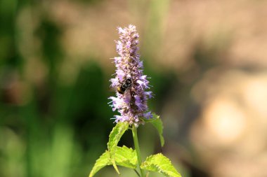 Arı polen Agastache rugosa güneşli bir günde toplama. Agastache rugosa tıbbi ve süs bitkisidir. Korece nane bilinen. Bahçede otlar. Arka plan bulanık.