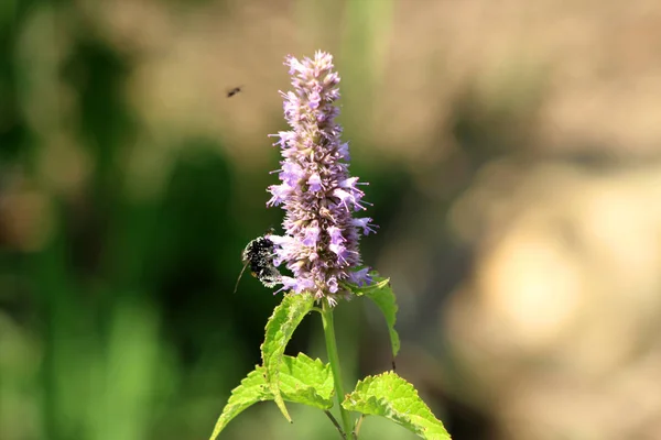 Abelha recolhendo o pólen em Agastache rugosa no dia ensolarado.Agastache rugosa é uma planta medicinal e ornamental. Comumente conhecido como Hortelã Coreana. Ervas no jardim.Fundo borrado . — Fotografia de Stock