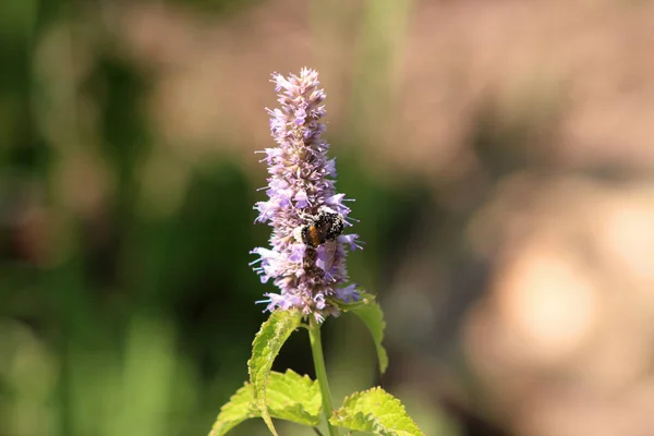 Abelha recolhendo o pólen em Agastache rugosa no dia ensolarado.Agastache rugosa é uma planta medicinal e ornamental. Comumente conhecido como Hortelã Coreana. Ervas no jardim.Fundo borrado . — Fotografia de Stock