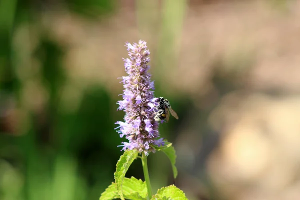 Abelha recolhendo o pólen em Agastache rugosa no dia ensolarado.Agastache rugosa é uma planta medicinal e ornamental. Comumente conhecido como Hortelã Coreana. Ervas no jardim.Fundo borrado . — Fotografia de Stock