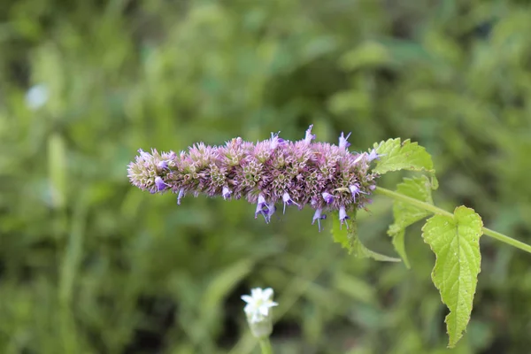 Agastache rugosa är ett läkemedel och prydnads växt. Allmänt känd som koreanska mynta. Örter i trädgården. Suddig bakgrund. — Stockfoto