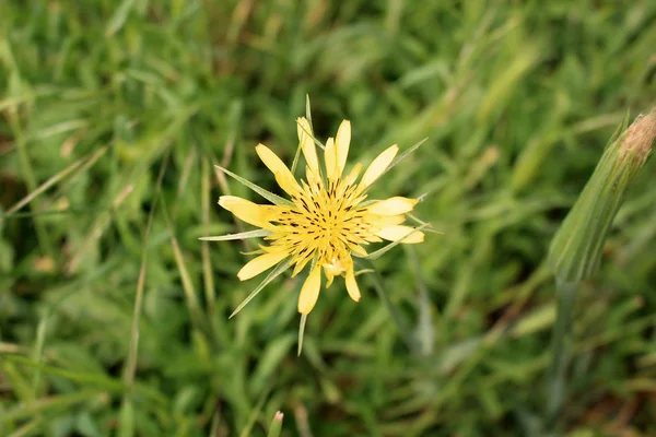 Tragopogon dubius western goats-beard, wild oysterplant, yellow goats beard, goats beard, goatsbeard,is the origin a to southern and central Europe and western Asia .