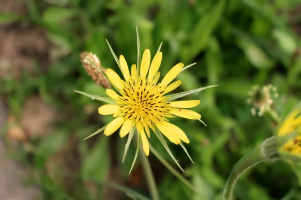 Tragopogon dubius western goats-beard, wild oysterplant, yellow goats beard, goats beard, goatsbeard, is the origin a to southern and central Europe and western Asia  . —  Fotos de Stock