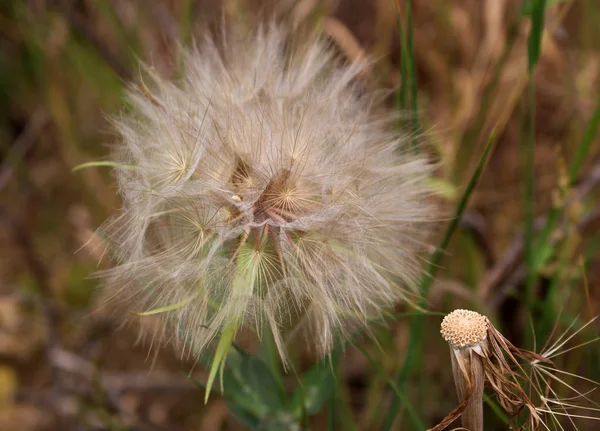 White fluffy flower Tragopogon dubius ,yellow salsify, wild oysterplant, goat s beard ,in a field . — Stock Photo, Image