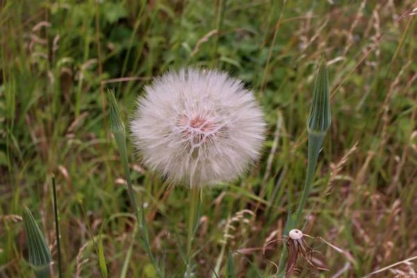 Flor blanca esponjosa Tragopogon dubius, salsify amarillo, ostra silvestre, barba de cabra, en un campo  . —  Fotos de Stock