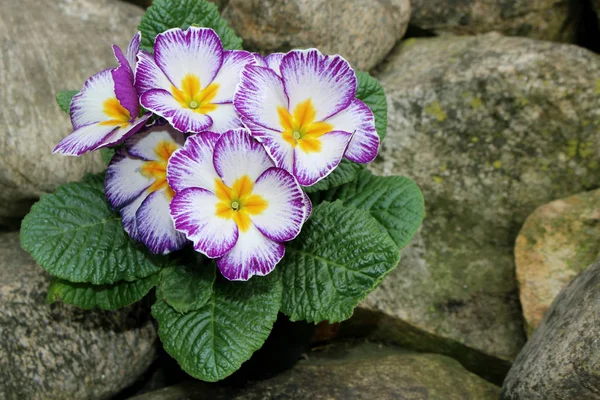 Closeup vista flor primula. Primavera flor ornamental amarelo Primula com folhas verdes. Vista de cima de padrão floral. Primula é um género botânico pertencente à família Asteraceae.  . — Fotografia de Stock