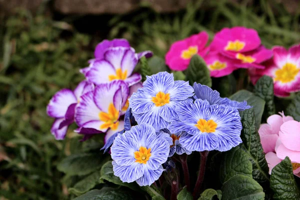 Zbliżenie widok kolorowy kwiat pierwiosnka, pierwiosnek bezłodygowy. Primula jest Wiosenny kwiat. Widok z góry kwiatowy wzór. Primula – rodzaj roślin zielnych. Niewyraźne tło. — Zdjęcie stockowe