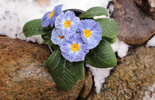 Closeup vista flor primula na neve. Primula ornamental da flor da mola com folhas verdes. Vista de cima de padrão floral. Primula é um género botânico pertencente à família Asteraceae.  . — Fotografia de Stock