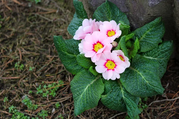 Primrose, primula vulgaris hybride, ingegoten voorjaar bloem. Macro. Kopieer ruimte. Selectieve aandacht. — Stockfoto