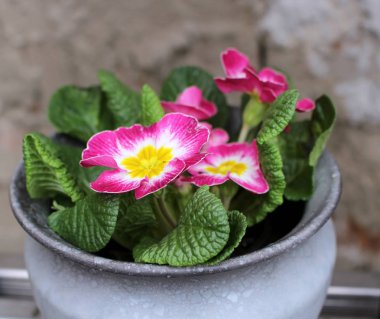 Çuha çiçeği, primula vulgaris, erken Bahar çiçektir. Onlar yüksek çeşitli renkler ve hem de bir balkon tesisi ve yatak takımları tesisi olarak kullanılabilir. Bunlar çok yıllık ve güzel. Kavram çiçekler