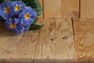 Portre görünümünde renkli çiçek çuha çiçeği, primula vulgaris. Primula bir bahar çiçektir. Primula otsu bitki cinsidir. Arka plan bulanık.