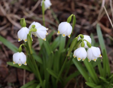 Doğa arka plan. Güzel göl vernum çiçek ilk bahar günü. Bu çiçek o bahar mevsimi geliyor gösterir. Yılın bu zamanı için normaldir. Arka plan bulanık.