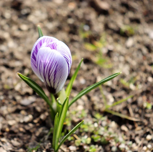 Prímulas florescendo crocus. Uma das primeiras flores a nascer. Os raios quentes de mola.Fundo borrado . — Fotografia de Stock