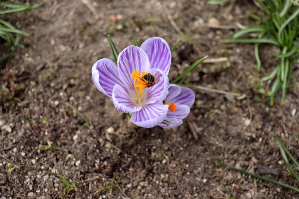앵 크 로커 스와 꿀벌 꽃입니다. 봄 첫 꽃 중 하나입니다. 봄의 따뜻한 광선입니다. 배경을 흐리게. — 스톡 사진