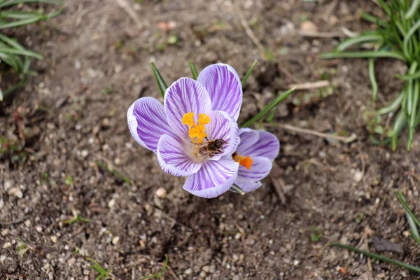 Первоцветы, цветущие крокус и пчела. Один из первых цветков весны. The warm rays of spring. Blurred background . — стоковое фото