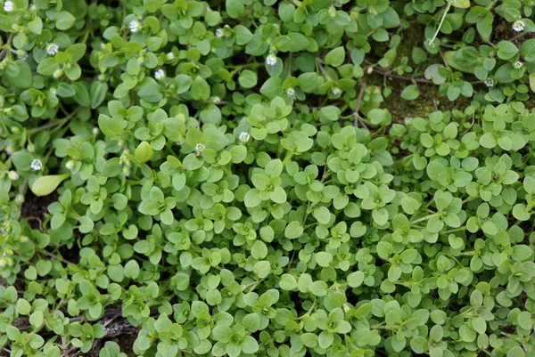 Chickweed ,Stellaria media in the garden. The plants are annual and with weak slender stems, they reach a length up to 40 cm. — Stock Photo, Image