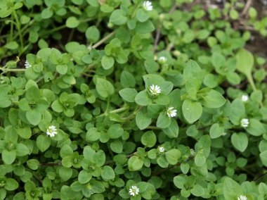 Chickweed Stellaria medya bahçede. Bitkiler yıllık ve zayıf ince sapları ile onlar bir süre uzanmak ilâ 40 cm.