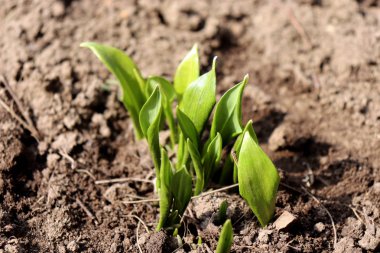 Genç Ramsons, Allium ursinum, erken ilkbaharda bırakır. Öncelikle tohum tarafından üretir bir soğanlı, çok yıllık otsu monocot, Allium ursinum olduğunu.