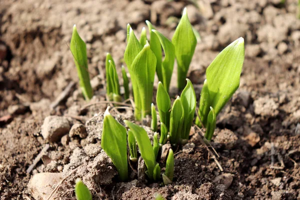 Hojas jóvenes de Ramsons, Allium ursinum, a principios de primavera. Allium ursinum es un monocoto herbáceo bulboso, perenne, que se reproduce principalmente por semilla. . — Foto de Stock