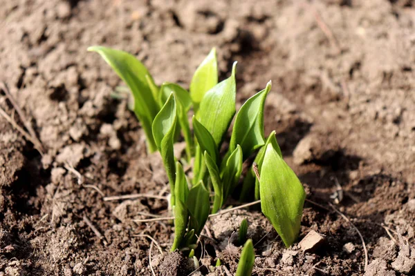 Hojas jóvenes de Ramsons, Allium ursinum, a principios de primavera. Allium ursinum es un monocoto herbáceo bulboso, perenne, que se reproduce principalmente por semilla. . — Foto de Stock