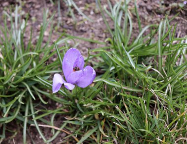 Çiğdem ve arı çiçekli campanula'lar. Bir bahar için ilk çiçek. Bahar sıcak ışınları. Arka plan bulanık.