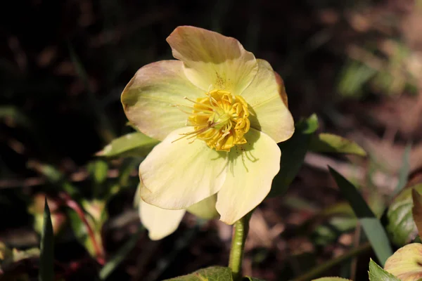 Helleborus en el jardín orgánico.A pesar de nombres como rosa de invierno, Rosa de Navidad y Cuaresma hellebores rosa no están estrechamente relacionados con la familia de rosas Rosaceae.Many especies de hellebore son venenosas . — Foto de Stock