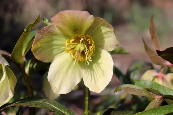 Helleborus im Bio-Garten. Trotz Namen wie Winterrose, Weihnachtsrose und Fastenrose sind Helleborus nicht eng mit der Rosenfamilie Rosacea verwandt. Viele Helleborusarten sind giftig. — Stockfoto