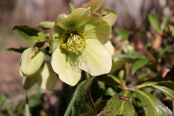 Helleborus w organic garden. Pomimo nazwy, takie jak zima Róża, Christmas rose i wielkopostne ciemierników Róża nie są ściśle związane z rodzina rose Rosaceae.Many ciemiernik gatunków są trujące. — Zdjęcie stockowe