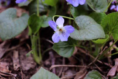 Menekşe menekşeçiçekleri bahar ormanında açar. Viyola odorata. Seçici odaklama.