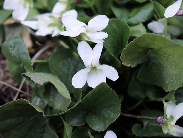 White Violet violets flowers bloom in the spring forest. Viola odorata. Selective focus. — Zdjęcie stockowe